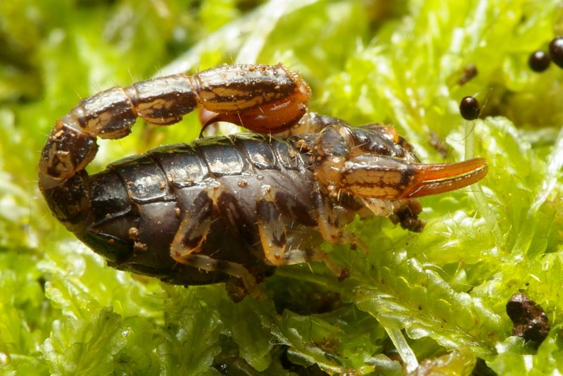 scorpion